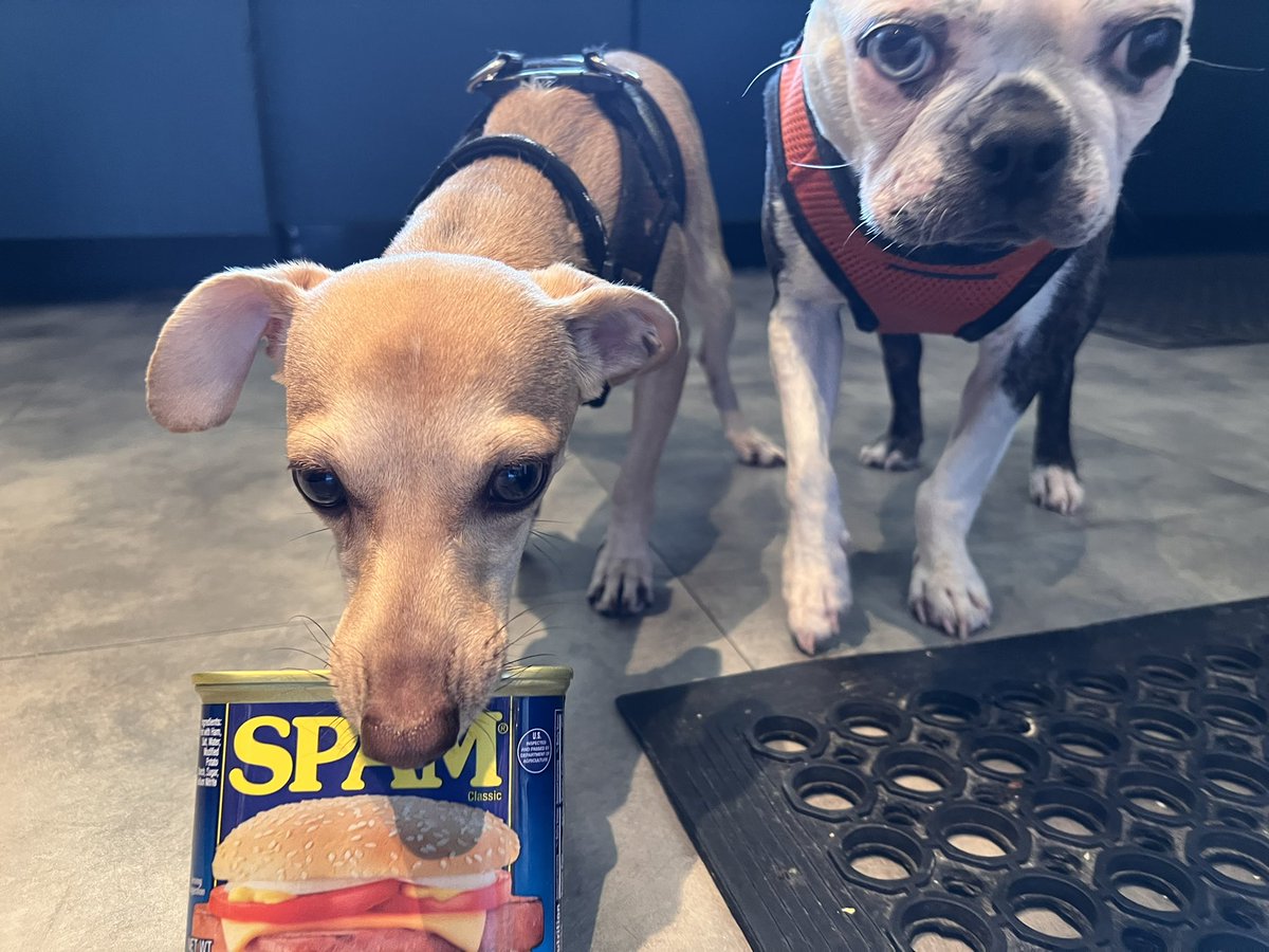 altonbrown's tweet photo. Dear @SPAMbrand you’re welcome. #spokesdog https://t.co/jdg9Fb0x3x