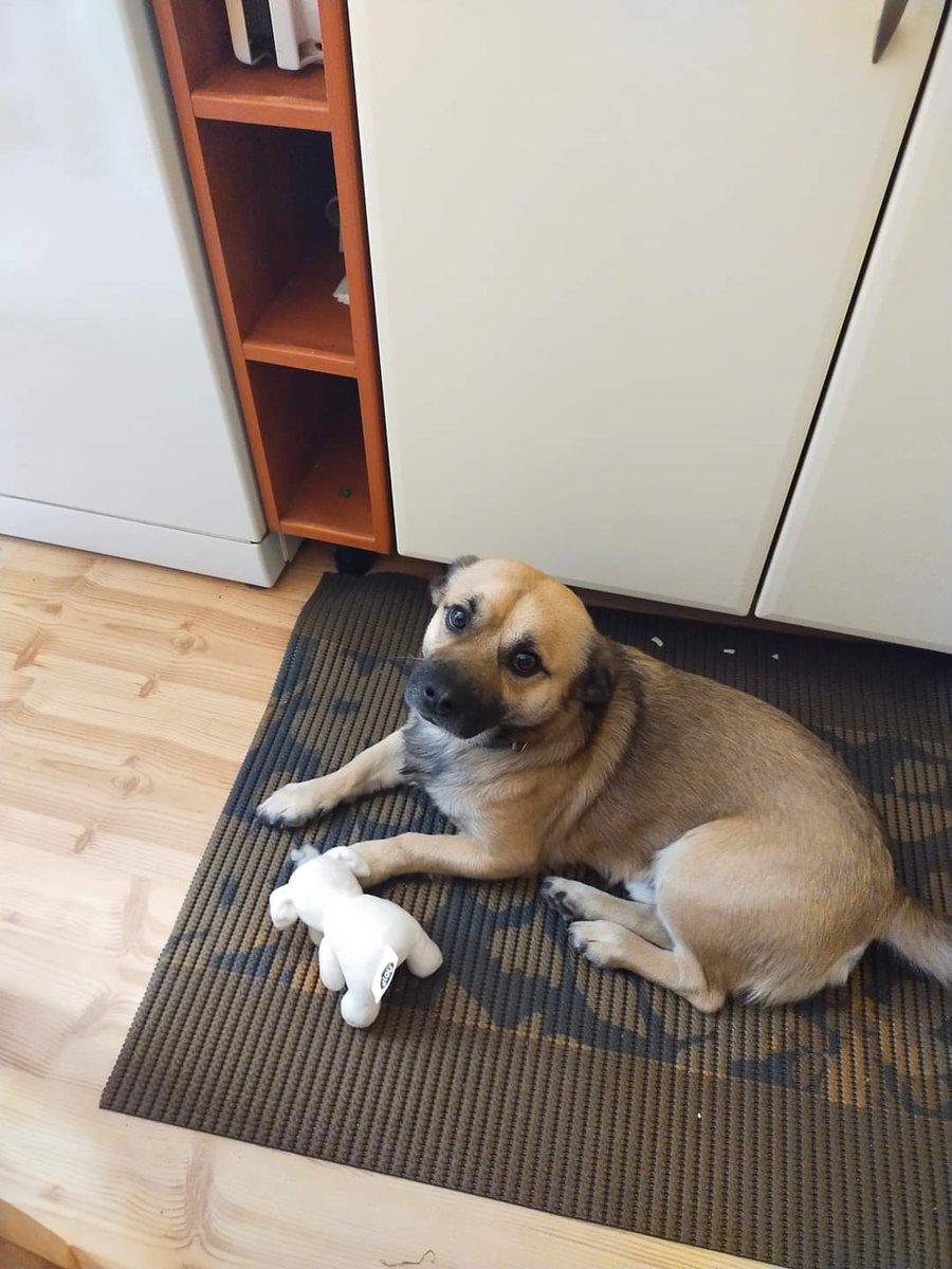 xoopsmycliffoox's tweet photo. Hej, ogółem, moja mama wyjeżdża za granicę do pracy i nikt z rodziny nie jest w stanie wziąć tego slodziaka do siebie 🥺 Nazywa się Odi, ma 5,5 roku i jest totalnym miśkiem. Znajduje się w Zgorzelcu i został niecały tydzień, żeby znaleźć dla niego dom
Bardzo proszę o RT ❤️ https://t.co/wN9PxX8gYU