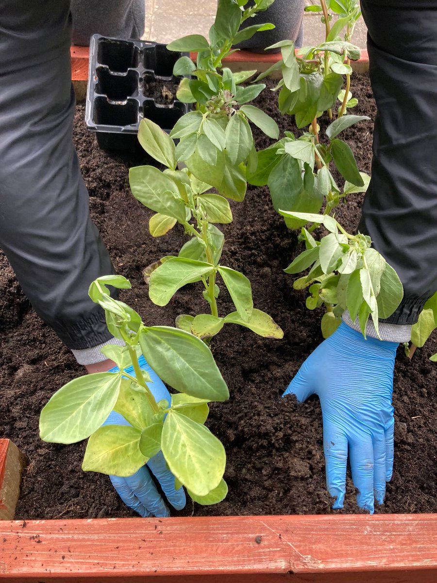Leeks, parsnips,broadbeans our winter veg planted this morning#green therapy#growing our own ⁦@NHSLanarkshire⁩ ⁦@NHSLOT⁩ ⁦@NHSLan_LDNurses⁩ ⁦@LDDietitianNHSL⁩