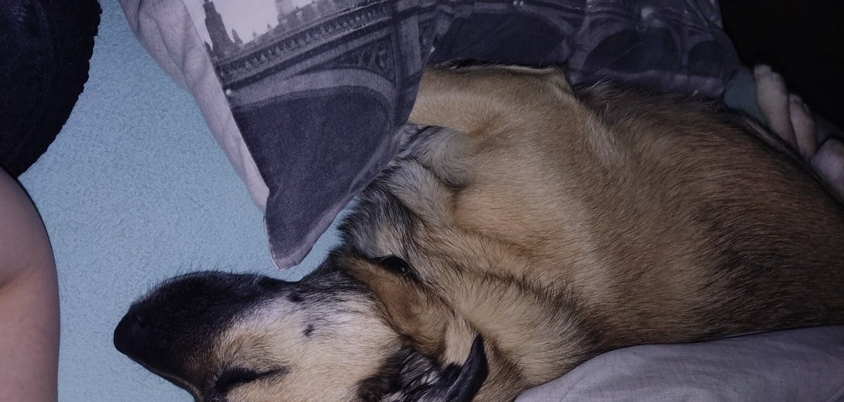xoopsmycliffoox's tweet photo. Hej, ogółem, moja mama wyjeżdża za granicę do pracy i nikt z rodziny nie jest w stanie wziąć tego slodziaka do siebie 🥺 Nazywa się Odi, ma 5,5 roku i jest totalnym miśkiem. Znajduje się w Zgorzelcu i został niecały tydzień, żeby znaleźć dla niego dom
Bardzo proszę o RT ❤️ https://t.co/wN9PxX8gYU
