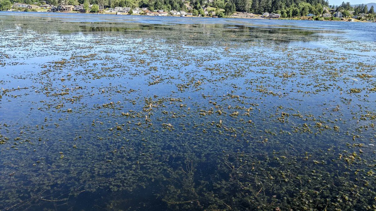 A fast-growing water weed is taking over large swaths of Devil's Lake in Lincoln City, making recreation near impossible while limiting foraging for local birds and disrupting salmon migration. But it's not a simple story, as <a href="/makenzielliott/">Makenzie Elliott</a> reports here: bit.ly/3rKBPc2