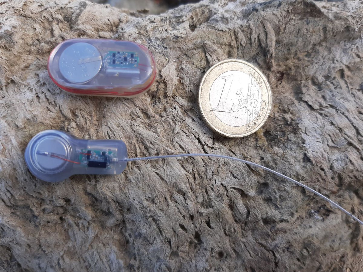 VerhelstPJ's tweet photo. Preparing our #telemetry equipment for the upcoming fieldtrip to tag #snowtrout in Shakimardan, an Uzbek enclave in Kyrgyzstan within the @Hydro4Uproject 🤘 https://t.co/3lAmSCWFWK