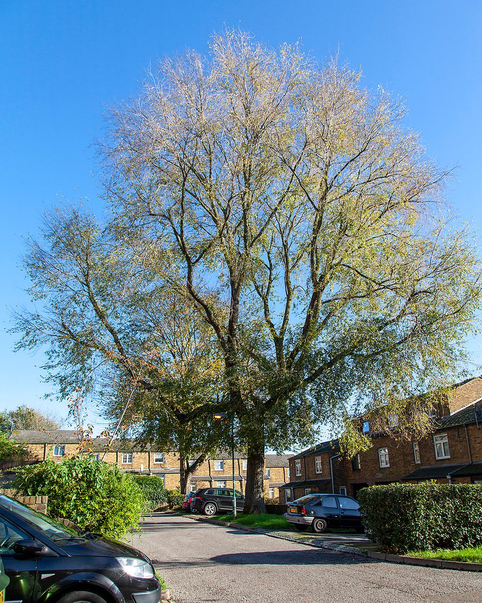 Join me this Saturday morning, I'll be giving a talk about London's Street Trees at <a href="/EpsomLibrary/">Epsom Library</a> including this fine specimen. It's part of the Remarkable World of Trees exhibition with #SurreyTreeWardens <a href="/TheTreeCouncil/">The Tree Council</a> 
🌳🎟️ It's free - book here: eventbrite.co.uk/e/street-tree-…