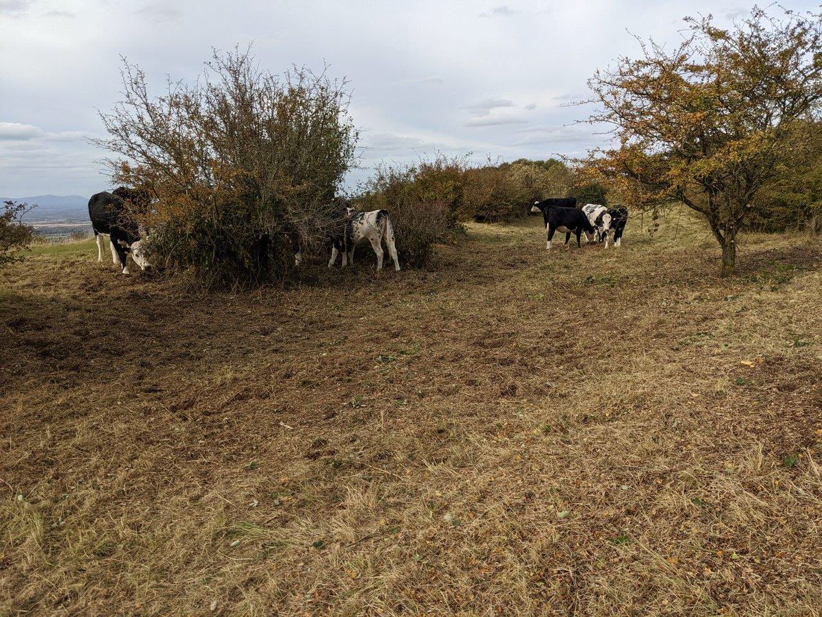 Thanks to everyone who joined us this wkend cutting back vegetation &amp; scrub at our Prestbury Hill reserve. It's opened up a new area of grassland providing sheltered habitat for Duke of Burgundy &amp; other butterflies. Great to see it already being explored by the cows! 📷T Atkinson