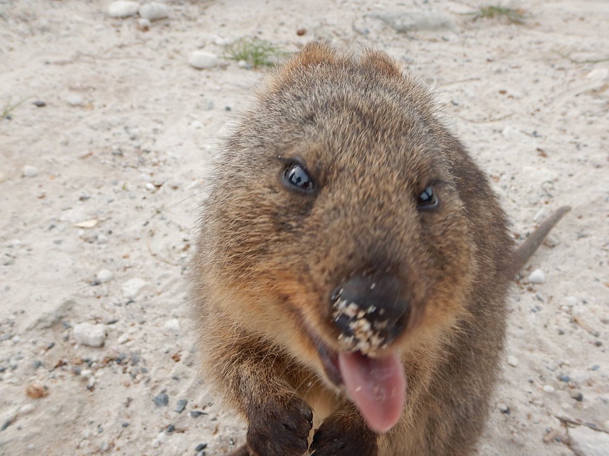 EBefuddlement's tweet photo. @ArchTheAtheist Rottnest Island west of Perth is the only place to see quokkas in the wild. Because they are protected, they have almost no fear of humans. https://t.co/0D3FKB0JHi