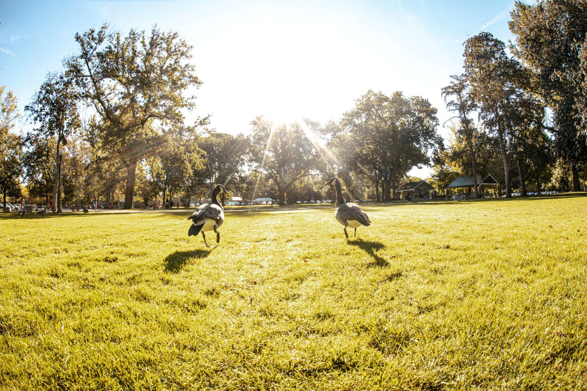 After searching far and wide 🔎 for a new location to build the Treefort Main Stage, we finally found it – the perfect scenic spot for Treefort Music Fest to call home as we enter this new decade: Julia Davis Park!! 🌳🦆🎶 Get the deets at treefortmusicfest.com/treefort-main-…  #treefort11