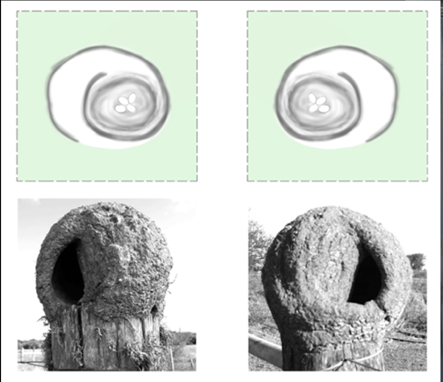 NMadreani's tweet photo. 2/6 #Horneros build  awesome and bilaterally asymmetric nest. We asked: 1) Is asymm. random?  2) is it determined by environmental conditions?  3) is it repeatable among pairs? (as a hint of culture/genes-basis)
#CienciaCiudadana #CienciaLatina #AvesArgentinas #BOUasm22 #SESH6 https://t.co/uniBzfnkiU