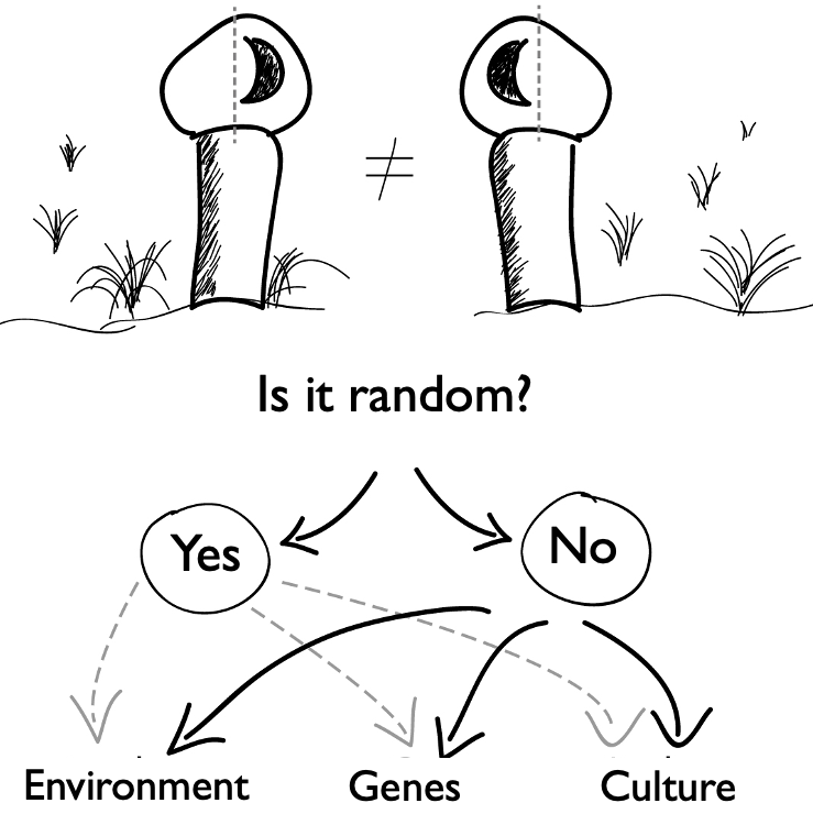 NMadreani's tweet photo. 2/6 #Horneros build  awesome and bilaterally asymmetric nest. We asked: 1) Is asymm. random?  2) is it determined by environmental conditions?  3) is it repeatable among pairs? (as a hint of culture/genes-basis)
#CienciaCiudadana #CienciaLatina #AvesArgentinas #BOUasm22 #SESH6 https://t.co/uniBzfnkiU