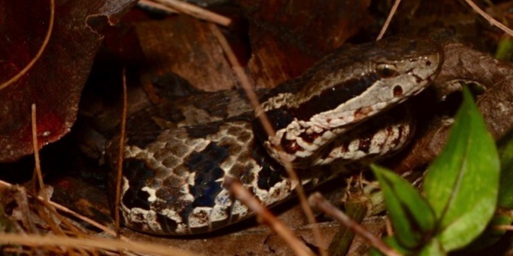 exploreindigo's tweet photo. Our expeditions are designed for wildlife enthusiasts who wish to explore the less travelled road. #indigoexpeditions #indigoherpers #connectwithnature #guatemala #cloudforestconservation Find out more -> Indigo Expeditions https://t.co/ohgipCHkqs https://t.co/6Gsp5WoMRU