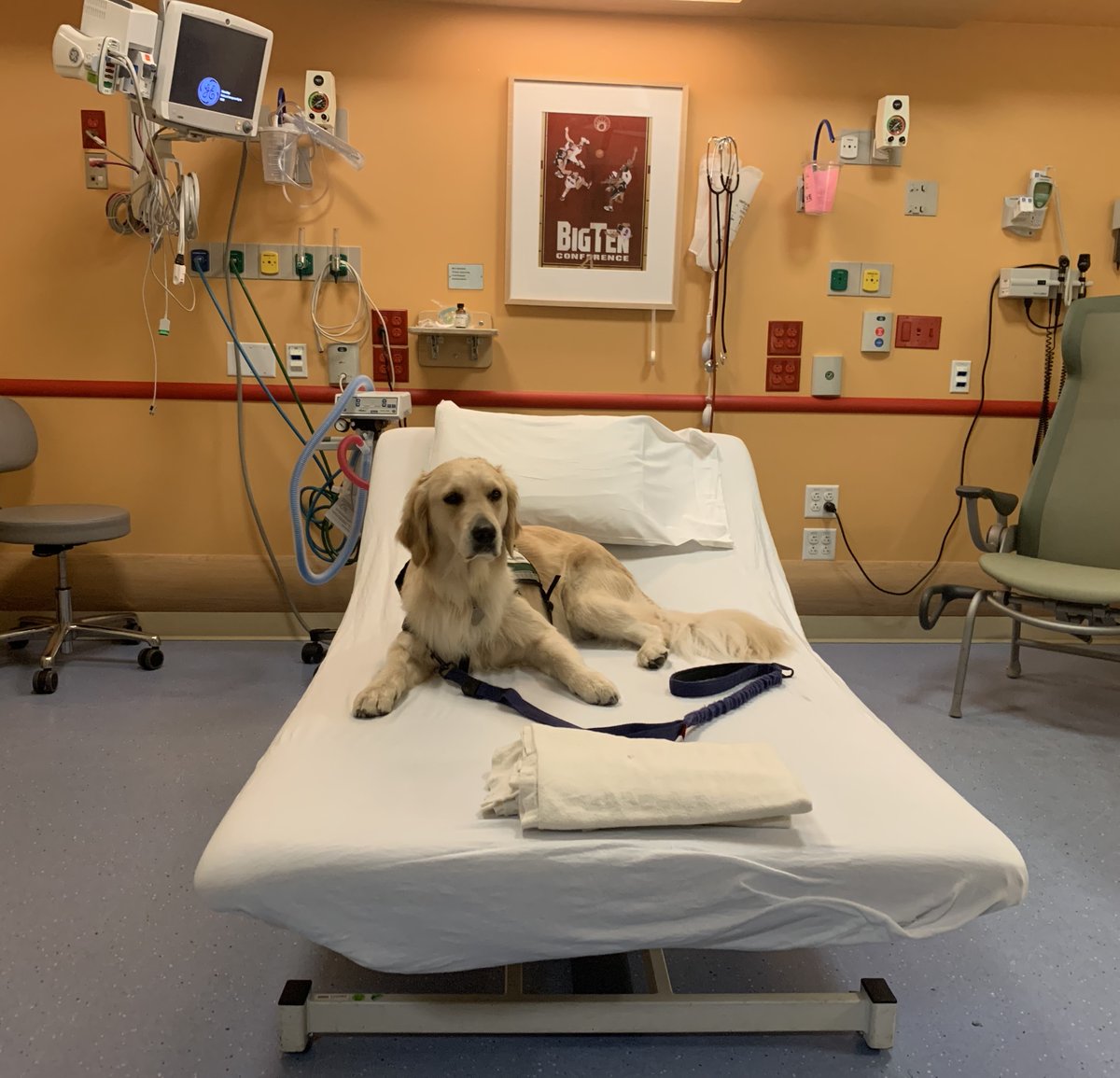 Eric_Monroe_MD's tweet photo. Welcome the newest member of the team - Kiko the golden retriev-IR, our furriest anxiolytic for kids visiting our #pedsIR ultrasound procedure center @UWiscRadiology https://t.co/Y6WqEeI1o0