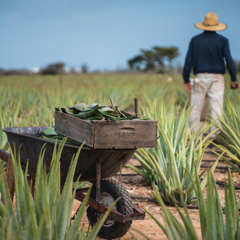 Also want to enjoy this amazing view and see our original Aloe fields planted more than 130 years ago? And would you like to learn more about the Aloe industry and its history on our island? Pass by our Free Factory &amp; Museum Tour. 
#freetour #discoveraruba #arubaexperience