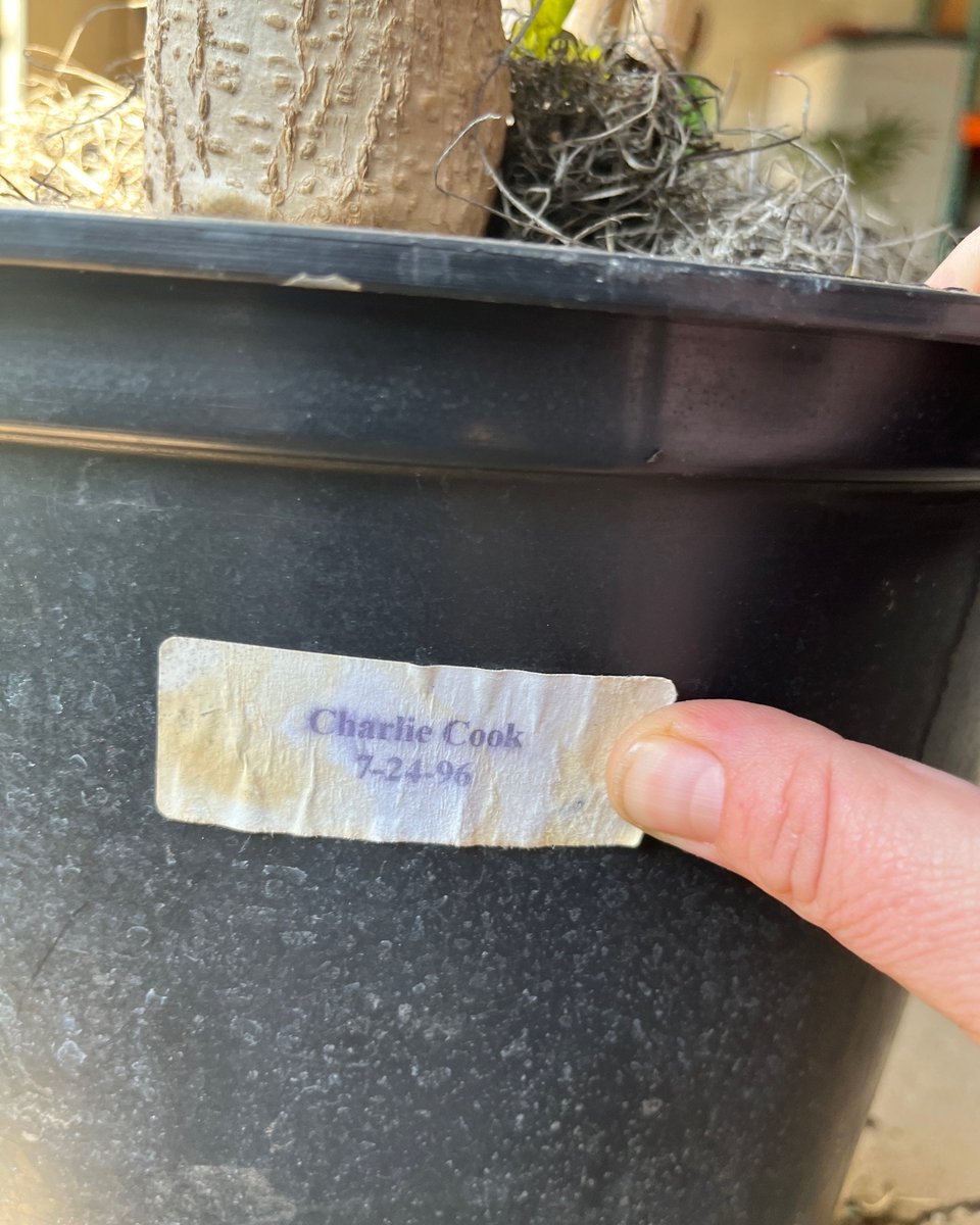 NaturaHQ's tweet photo. A long-time client of ours is getting ready to move office locations so we had to pull all of their old plants. And we noticed that this Balfour Aralia has been in their office since 1996!! This plant sure has lived through a lot.😂
#stayPLANTED #indoorplants #plantlovers https://t.co/iL3DzztuGZ