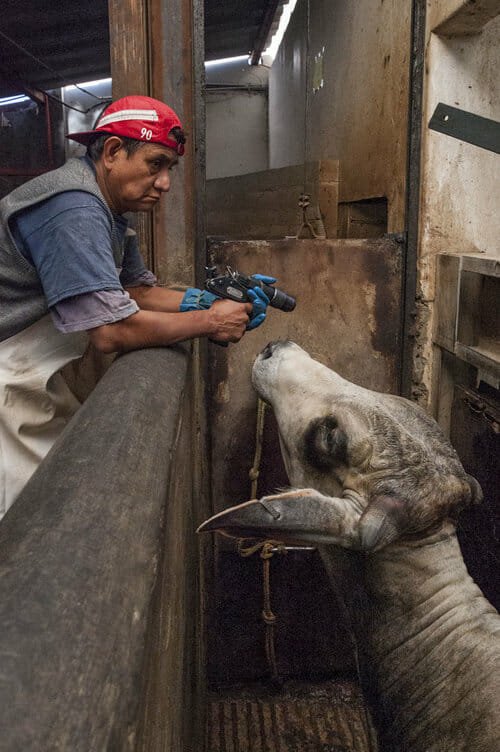 A picture paints a thousand words 

Be vegan 

#meat #cruelty #violence #vegan #veganism