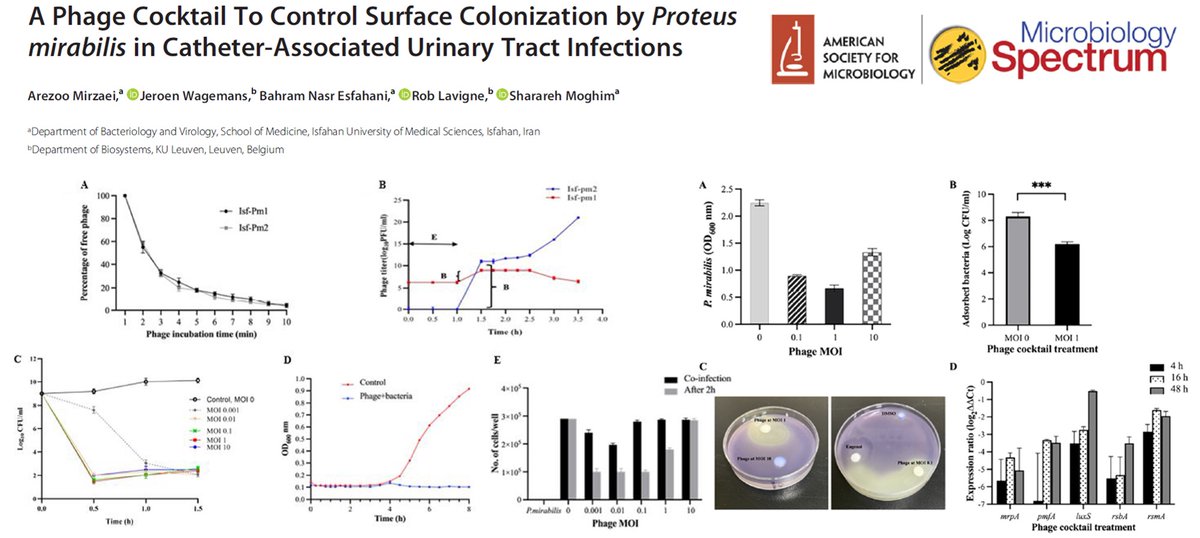 Rob Lavigne (@roblavigne1) on Twitter photo Systematic characterization of 2 new #proteus mirabilis #phage to treat #UTI #biofilm . Collaboration with <a href="/OfIsfahan/">University of Isfahan</a> Moghim & Mirzaei group. #publication in <a href="/JournalSpectrum/">Microbiology Spectrum</a> <a href="/ASMicrobiology/">ASM</a> :
journals.asm.org/doi/10.1128/sp…
#phagetherapy #microbiology #pathogen #AMR #PHAGEFORCE #health Systematic characterization of 2 new #proteus mirabilis #phage to treat #UTI #biofilm . Collaboration with <a href="/OfIsfahan/">University of Isfahan</a> Moghim & Mirzaei group. #publication in <a href="/JournalSpectrum/">Microbiology Spectrum</a> <a href="/ASMicrobiology/">ASM</a> :
journals.asm.org/doi/10.1128/sp…
#phagetherapy #microbiology #pathogen #AMR #PHAGEFORCE #health