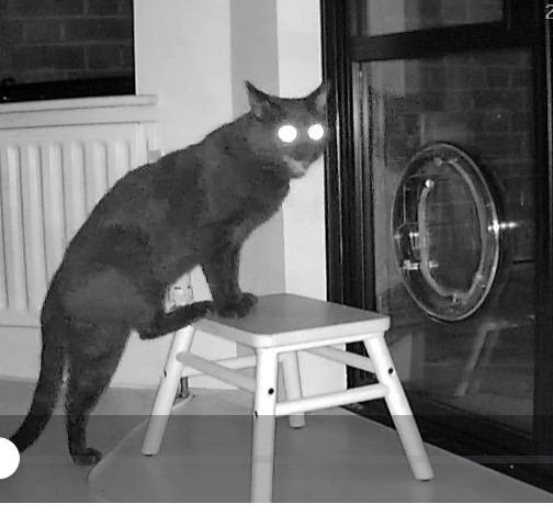 bromleycats's tweet image. Lake Avenue - #BR1 
Hungry, dusky black or very dark grey male cat has been entering a person's property in the early hours of the morning helping itself to her cat's food! 
If you recognise him please contact us.
#Bromley #CatsProtection