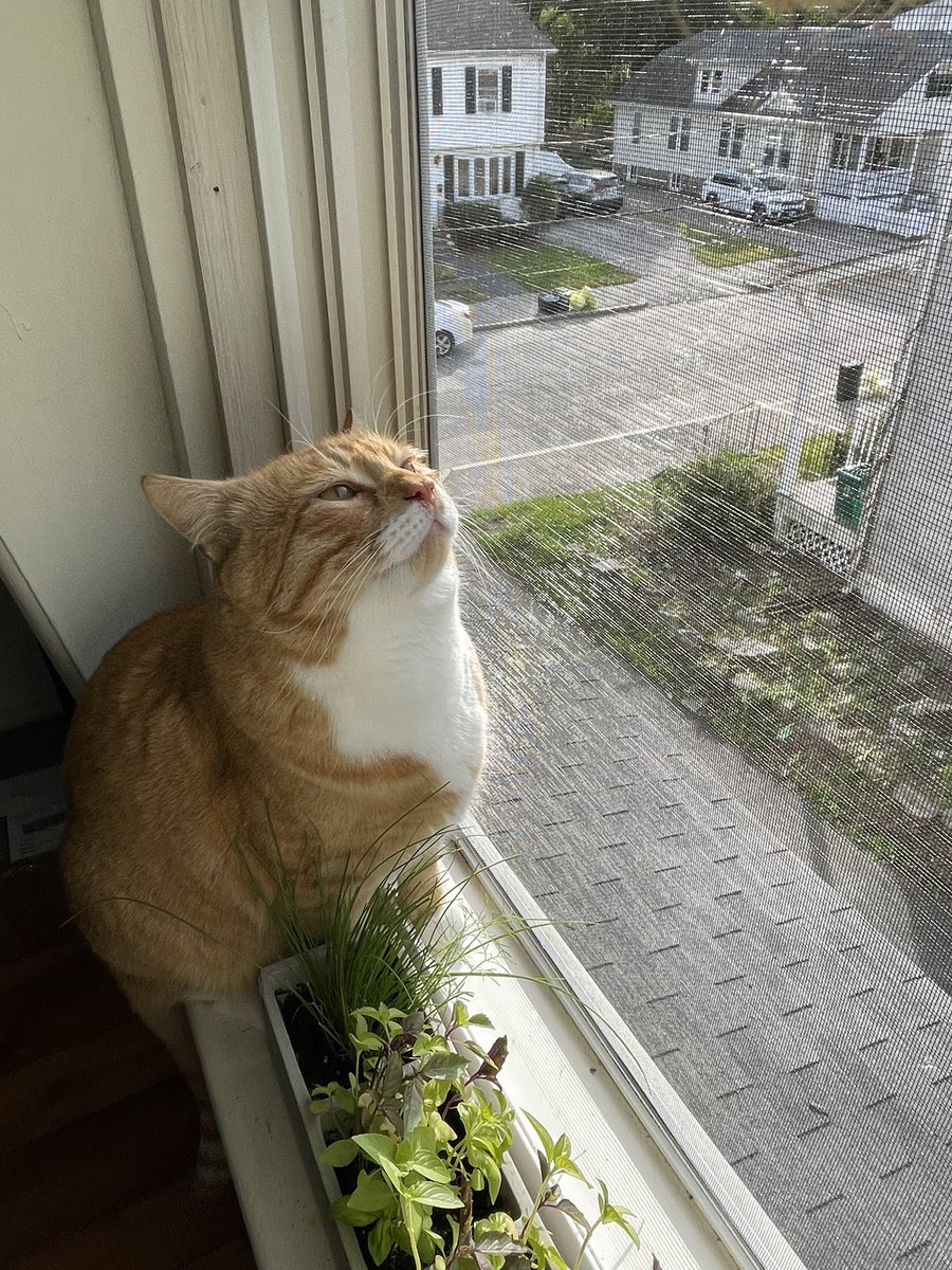 *sniff sniff* ah yees thee sweet sweet sméll of tüna tuesdaye 🐟

#tunatuesday #instagramcat #twittercat #CatsOfTwitter #instacat #catsofinstagram #catsagram #catstagram #cutecats #gingercat #blackcat #tuna #snacktime #alverino #themeemster