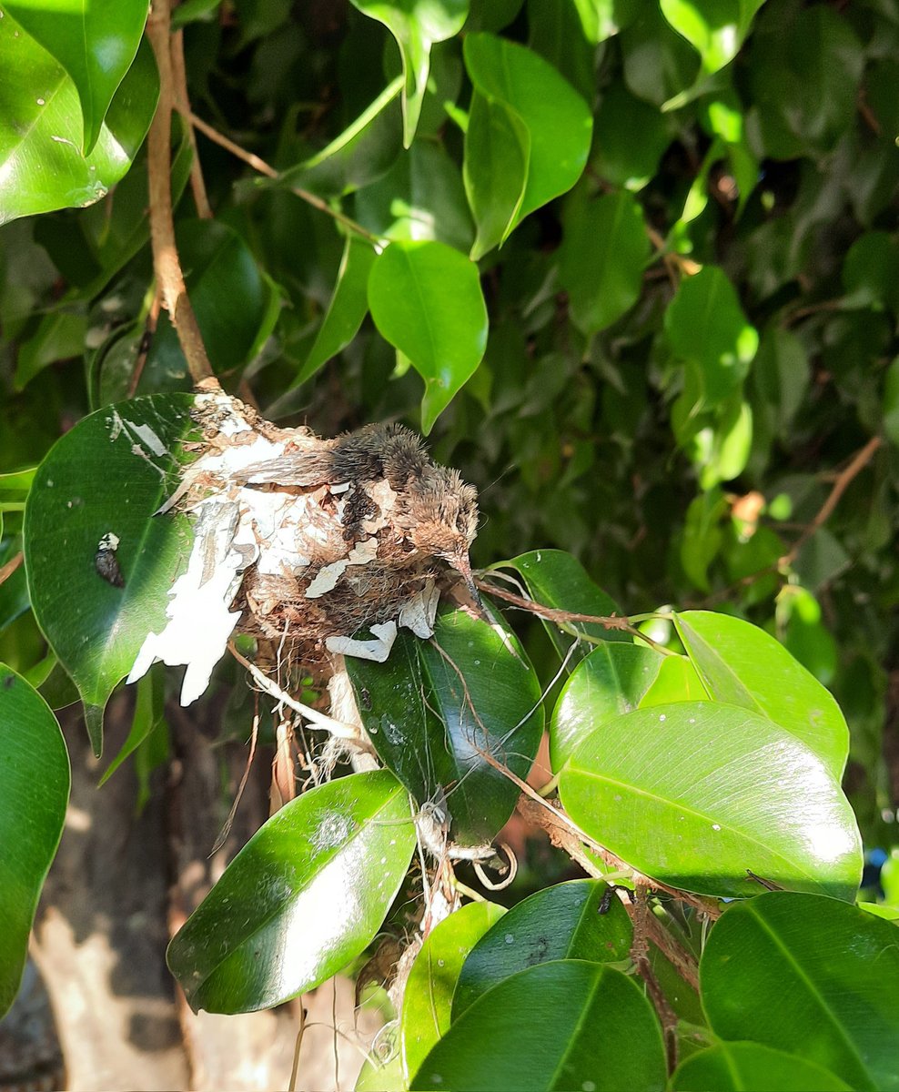 esme_ruee's tweet photo. ¡Cuando mamá no regresa! 😔 

#colibri #bebecolibri #mamacolibri https://t.co/3ikcBmR8ST