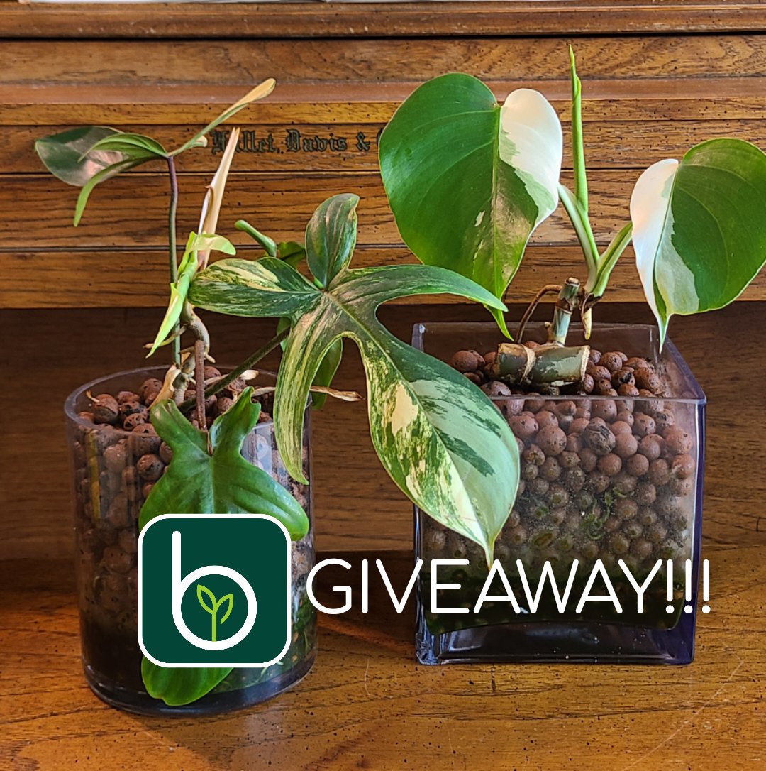 GIVEAWAY for a Monstera Albo &amp; Florida Beauty to celebrate our web release! 🪴💚
How to enter:
🌱“FOLLOW” the verified Blossm account page
AND
🌱“LIKE” the listing in the Blossm app or website! 
my.blossm.garden/inventory/bGWd…
🌱Retweet for double entries. No purchase necessary