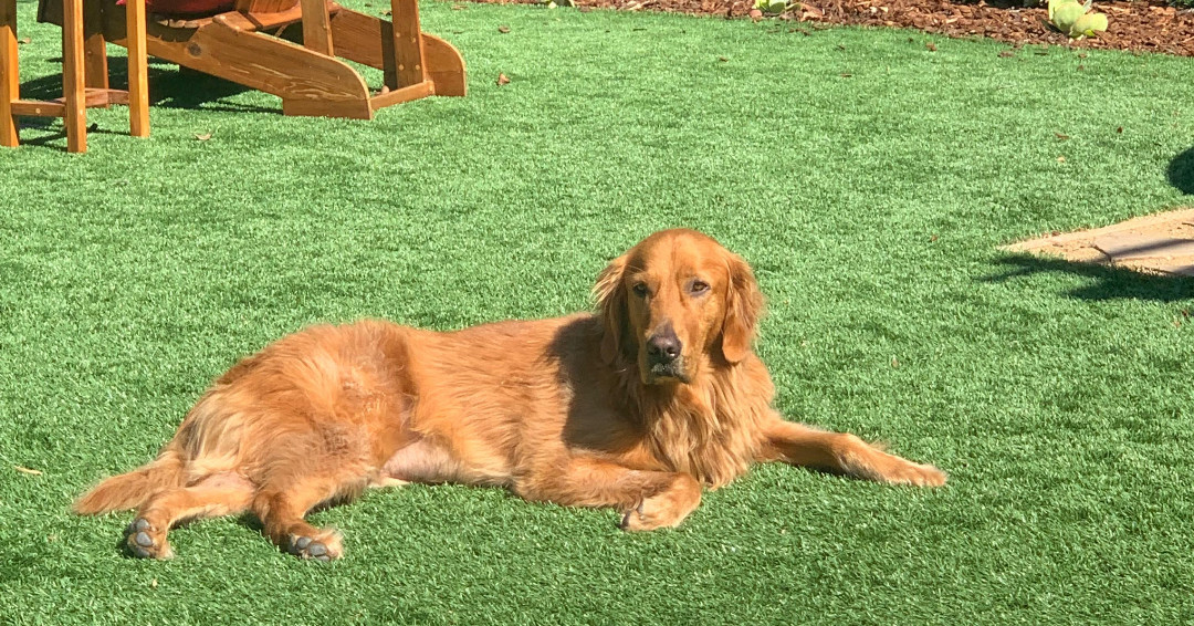 I dog sat for my brother and sister-in-law over the weekend. Here’s a photo of Bourbon. I love my cat but, I have to admit, it was a blast throwing a ball (and other items Bourbon dug up) to a dog who actually fetches! 🐶