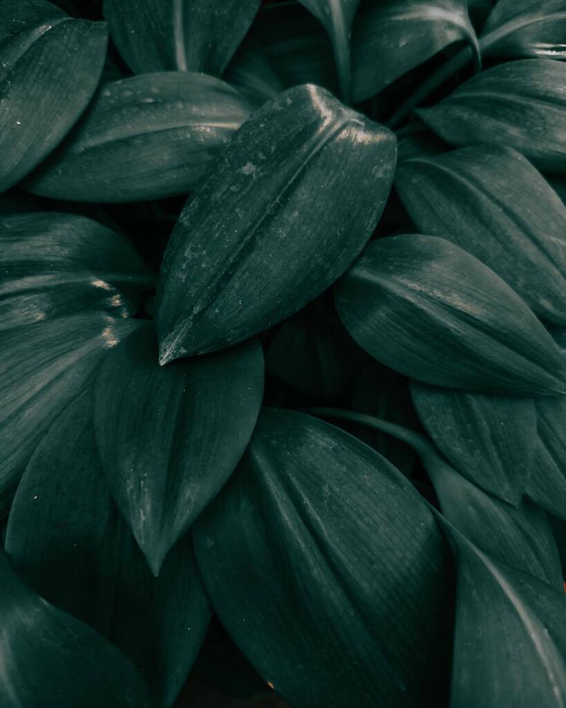 Come, zoom in 🍃 
.
.
.
#leavesonlyleaves #leaves nature #other_worldly_beauty #grikart_macro #macroviewpoint #passion_in_macro #nuts_about_MACRO #raw_macro #macro_world #shotoniphone #shotoniphone14pro #mobilephotography #mobilemacro #iphonography #i… instagr.am/p/CjlGAjfsC9X/