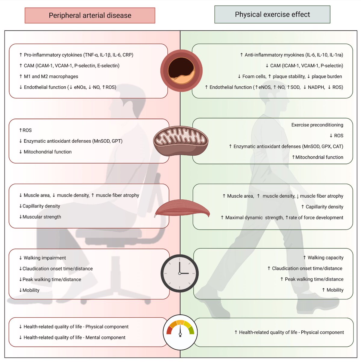 Physical exercise improves the major hallmarks of peripheral arterial disease… sciencedirect.com/science/articl…