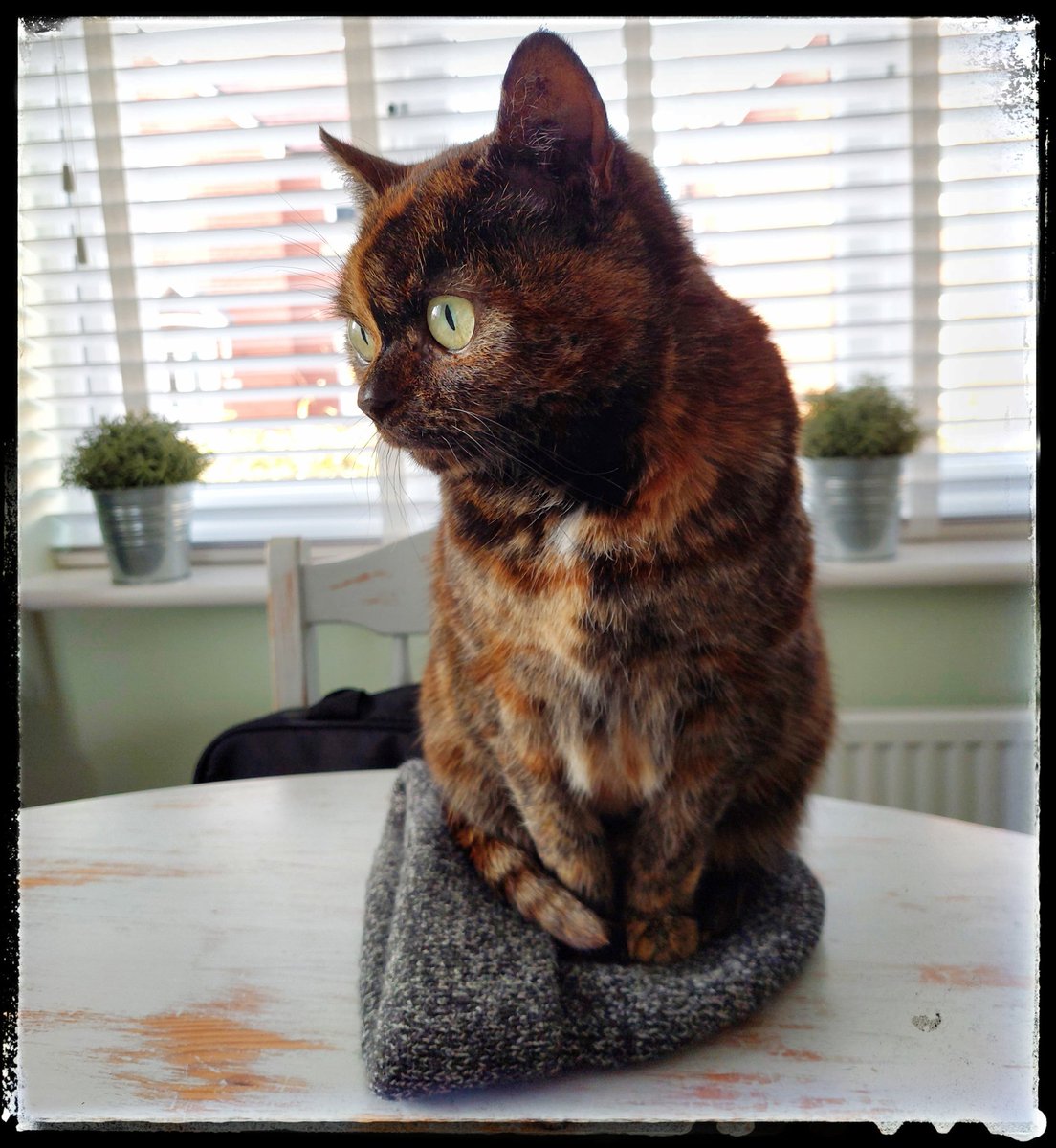Stuart_Slater's tweet photo. Fits. Sits. #CatsOfTwitter https://t.co/fn6DLuUMNy