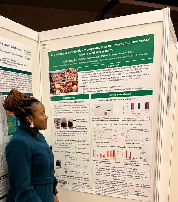 My poster at the @AABiologists International Advances in Plant Virology #IAPV22 conference. An optimised LAMP assay to detect YMV and support seed yam systems at CSIR-CRI, Ghana @Csir_Crops @goncalodrs @NRInstitute @NRIPSociety @UoG_DoctoralSoc @OptiGeneLtd