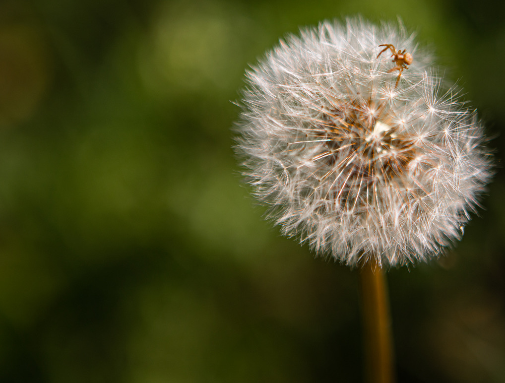 cb100_photo's tweet photo. Hi photographers of the world !
To continue with subject I don't normally do : a big close up

Will you share your macro/close up photo with everyone ?
i'll retweet all to support https://t.co/6165YsdILv