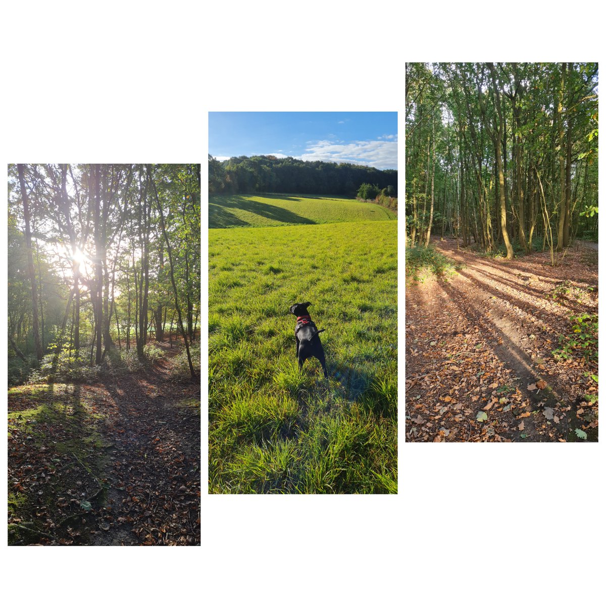 LisaSimpsonCoding (@lsimpsoncoding) on Twitter photo Perfect Evening Walk For Clearing Headspace 🚶♀️🍁🐕 Perfect Evening Walk For Clearing Headspace 🚶♀️🍁🐕