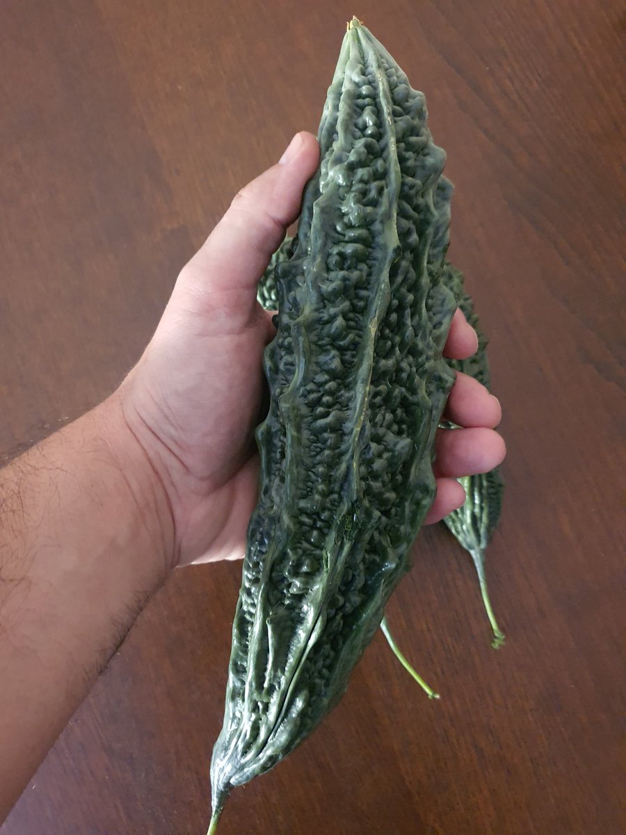 luistrillomata's tweet image. Siempre investigando nuevas opciones. 
#MelonAmargo
#MomordicaCharantia
#FelizMartesATodos 
#AgriculturaEnVena