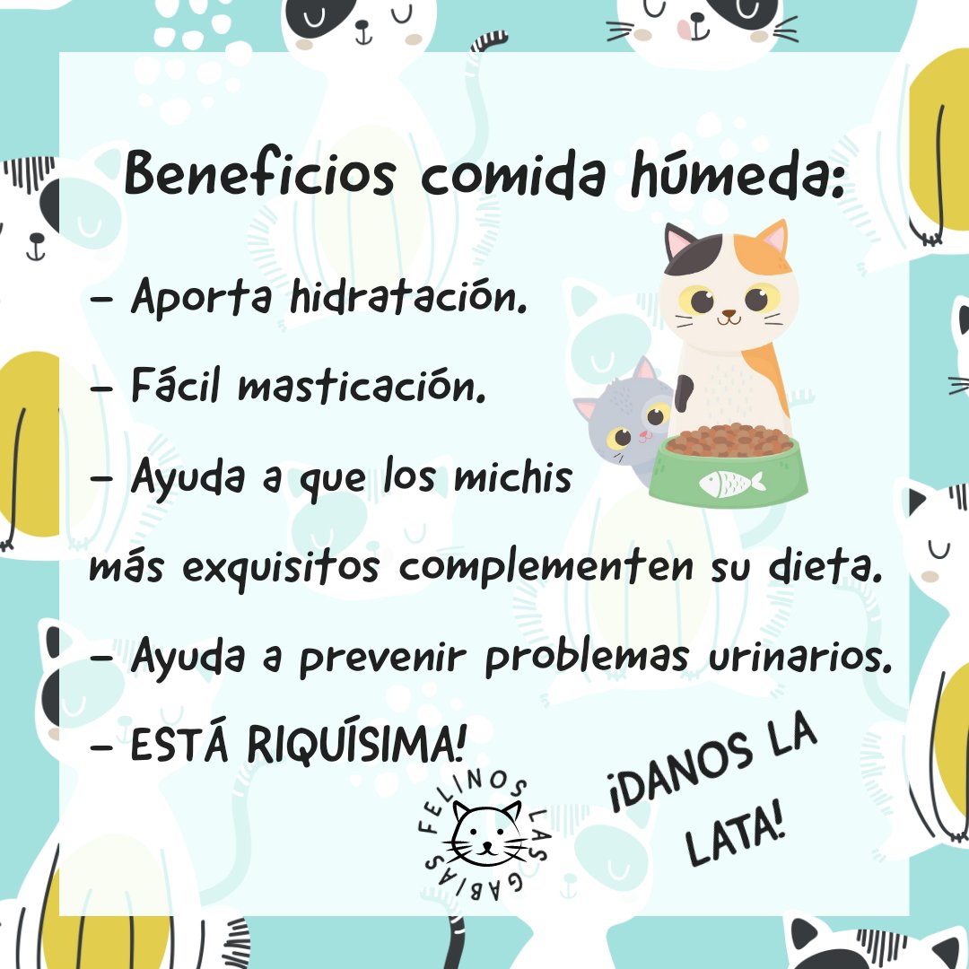 Felinos_Gabias's tweet photo. ¿NOS DAIS LA LATA?
Necesitamos latitas para las colonias y las acogidas 😔
Concepto: latitas
#comidahumeda #latitas https://t.co/GibQX4oM1N