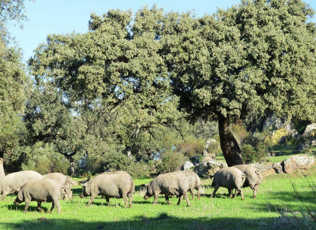 Ariel 🟢⚪️⚫️ tweet media