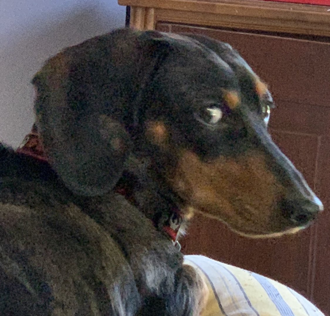 Nellie giving the stink eye today