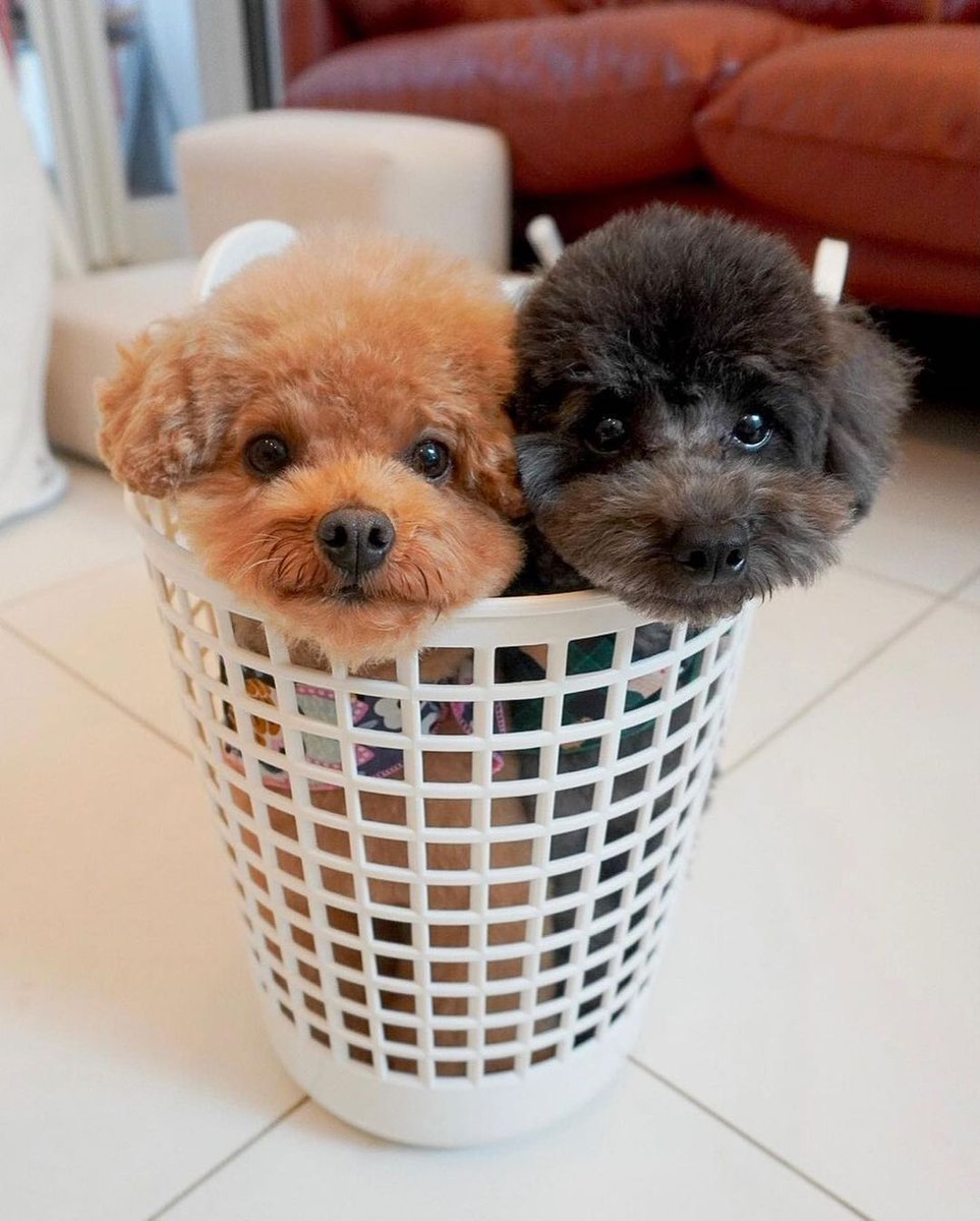 poodleIsLove's tweet photo. #Dog #doglovers #DogsOnTwitter #photoart #Photos #PhotoOfTheDay #Days #cute #Animal #Trending #TrendingNow #TREASURE #USA https://t.co/8hfFKCPgfQ