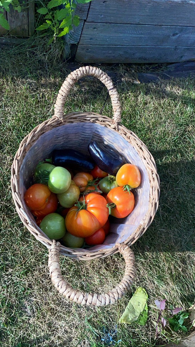 meegz3188's tweet photo. Growing my own food is my superpower. 
#FarmerBae💙 #BlackGirlsWithGardens https://t.co/HriKkN7kGD