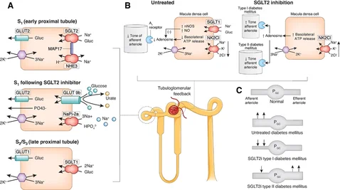 Mechanism of glucose transport in the proximal tubule and effects of SGLT2 inhibition on the tubuloglomerular feedback mechanism and transport of uric acid and phosphate.