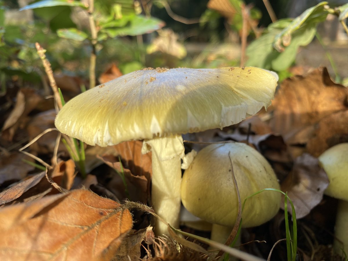 Prachtige paddenstoelen op landgoed Schovenhorst 19 en 26 oktober.. de paddenstoelen zoektocht voor het hele gezin ! Voor info.. kijk op onze website Schovenhorst.nl