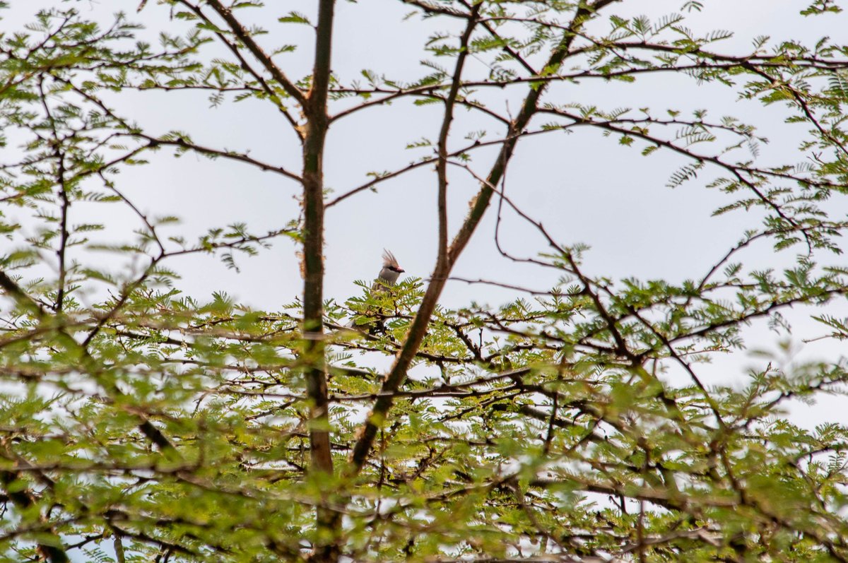 paulobuna's tweet photo. 81. Blue-naped Mousebird (Urocolius macrourus)
#BirdsOfRongai #BirdWatching #BirdsOfKenya #BirdingTherapy #Birds #birdphotography #birdingathome https://t.co/MZmuZos9uk