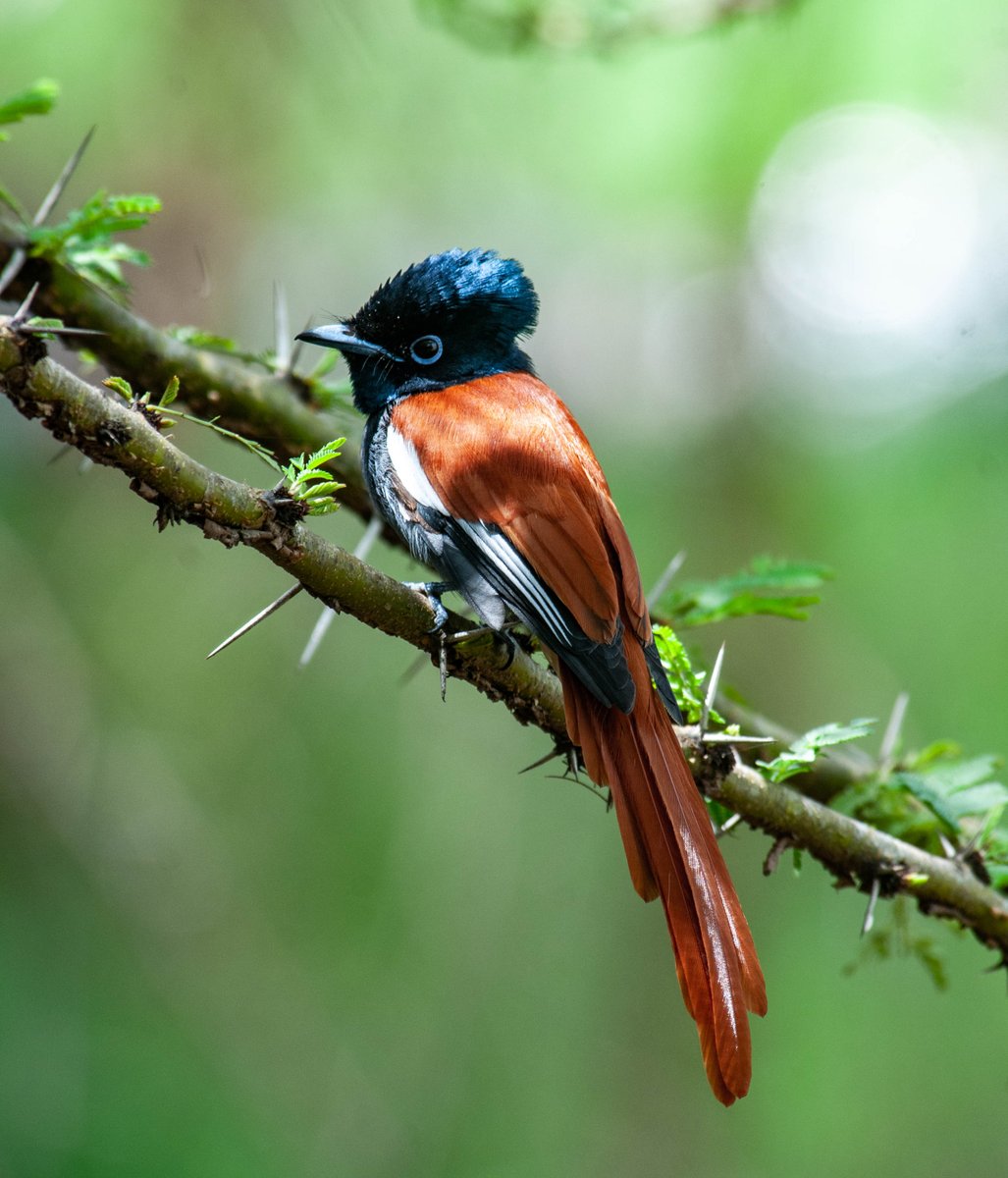 paulobuna's tweet photo. 82. African paradise flycatcher (Terpsiphone viridis)
#BirdsOfRongai #BirdWatching #BirdsOfKenya #BirdingTherapy #Birds #birdphotography #birdingathome https://t.co/PH3vxaZEsd