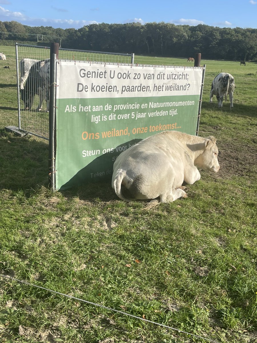 Zelfs de koeien protesteren mee @Natuurmonument en <a href="/ProvincieNH/">Noord-Holland</a> Denk na voor je iets moois voor altijd verpest!! #natuur #santpoort #velsen