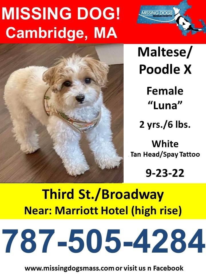 Please keep your eyes peeled for this sweet girl named Luna. Her parents left her with a friend in Cambridge to watch while they were away, and Luna ran out  September 23 and hasn’t been seen since. Call the number below if you see her or have any info! #7News