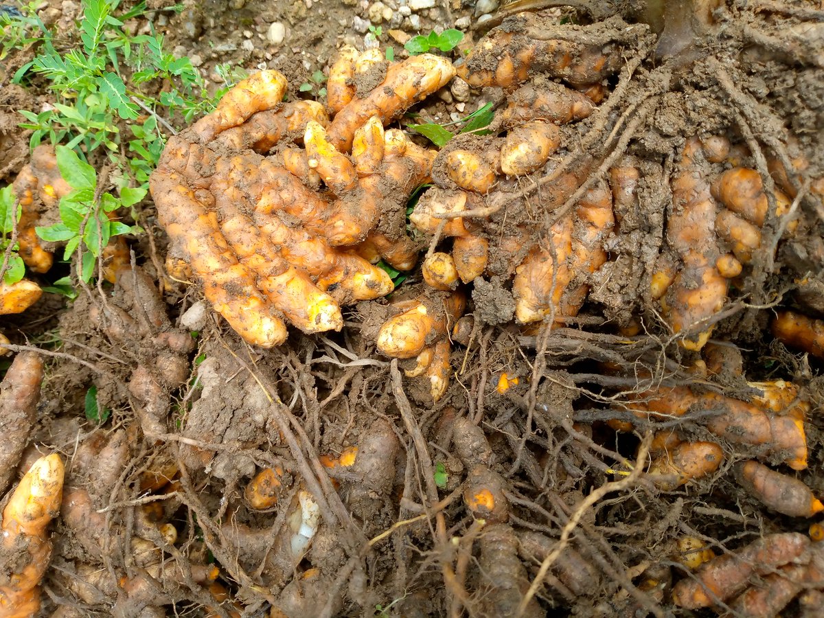 SeyramOfficial's tweet photo. Tumeric 😊😊😊 https://t.co/RzHACVDwLk
