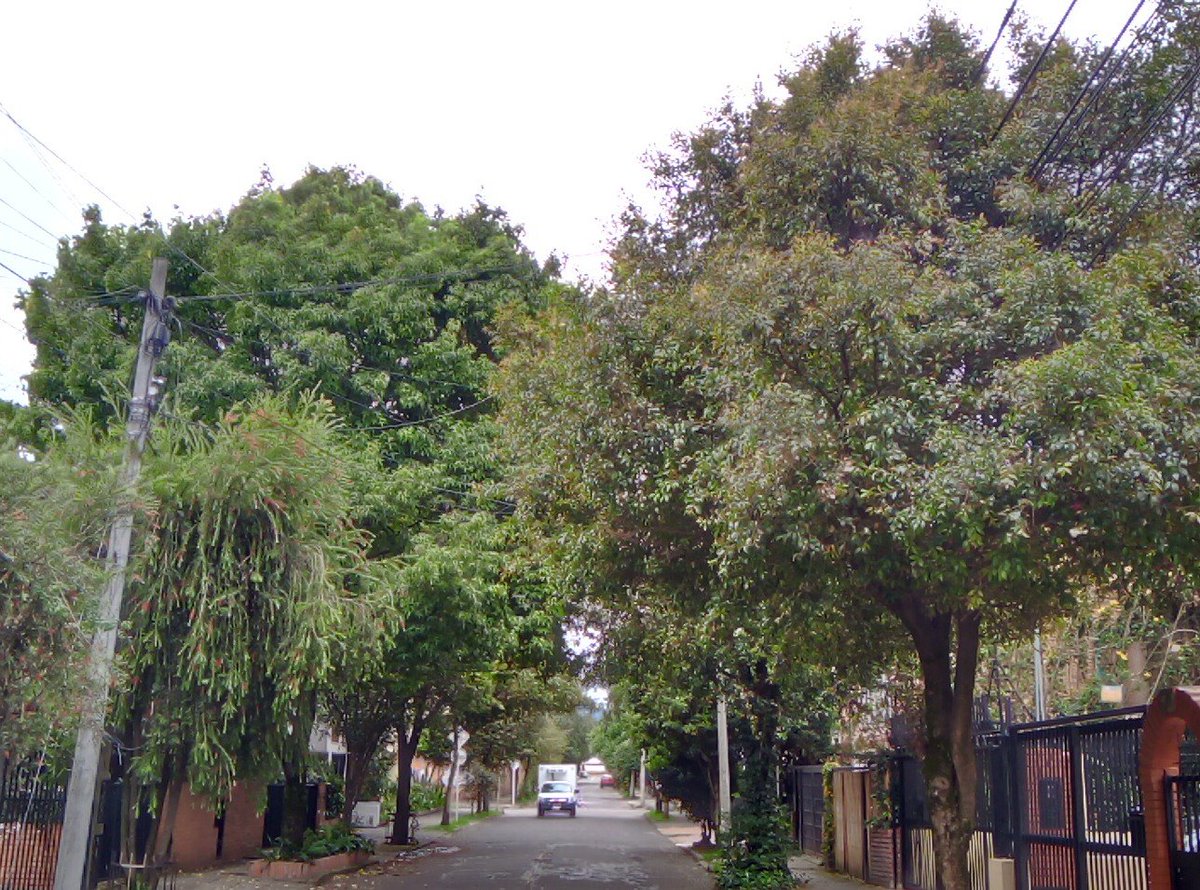 ClaudiaMillan07's tweet photo. Espectacular la arborización de la carrera 26 con calle 39, mi padre ayudo a sembrarlos hace más de 20 años ♥️ #BarrioLaSoledad @teusaquillo13 @AmigosParkway @TeusaquiyorkerL @ViveBogotaWeb @Bogota https://t.co/JlJRD3fR5h