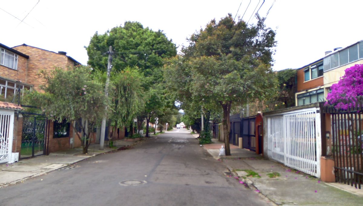 ClaudiaMillan07's tweet photo. Espectacular la arborización de la carrera 26 con calle 39, mi padre ayudo a sembrarlos hace más de 20 años ♥️ #BarrioLaSoledad @teusaquillo13 @AmigosParkway @TeusaquiyorkerL @ViveBogotaWeb @Bogota https://t.co/JlJRD3fR5h