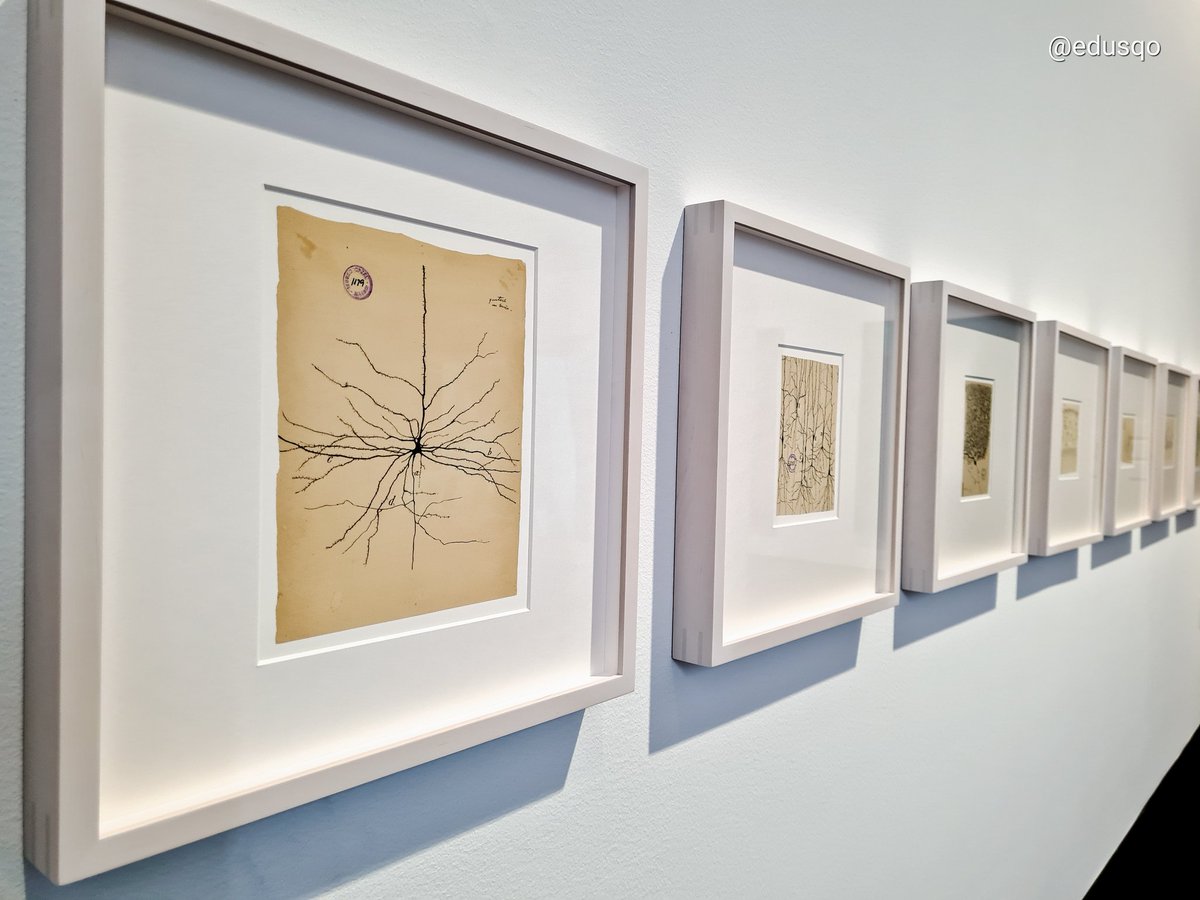 edusqo's tweet image. And more Cajal at Liljevalchs exhibition center 😍.
@de_decarlos @InstitutoCajal #Cajal #RamonyCajal #NeuronDoctrine #AñoCajal #LegadoCajal