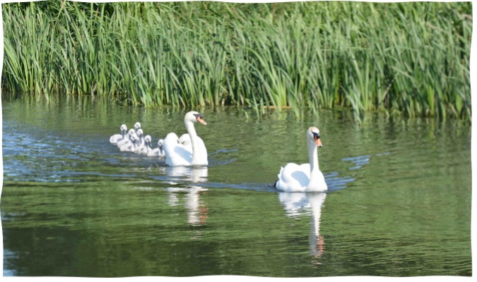 .<a href="/LincolnSwans/">Lincoln Swans</a> is a colour ringing programme reliant on community scientists (CS) reporting bird sightings. CS report bird ID, location, breeding behaviour and self-reported interactions (feeding, etc) using <a href="/EpiCollect/">Epicollect5</a> app. But how reliable are these data?

1/6 #Sesh6
#BOUasm22