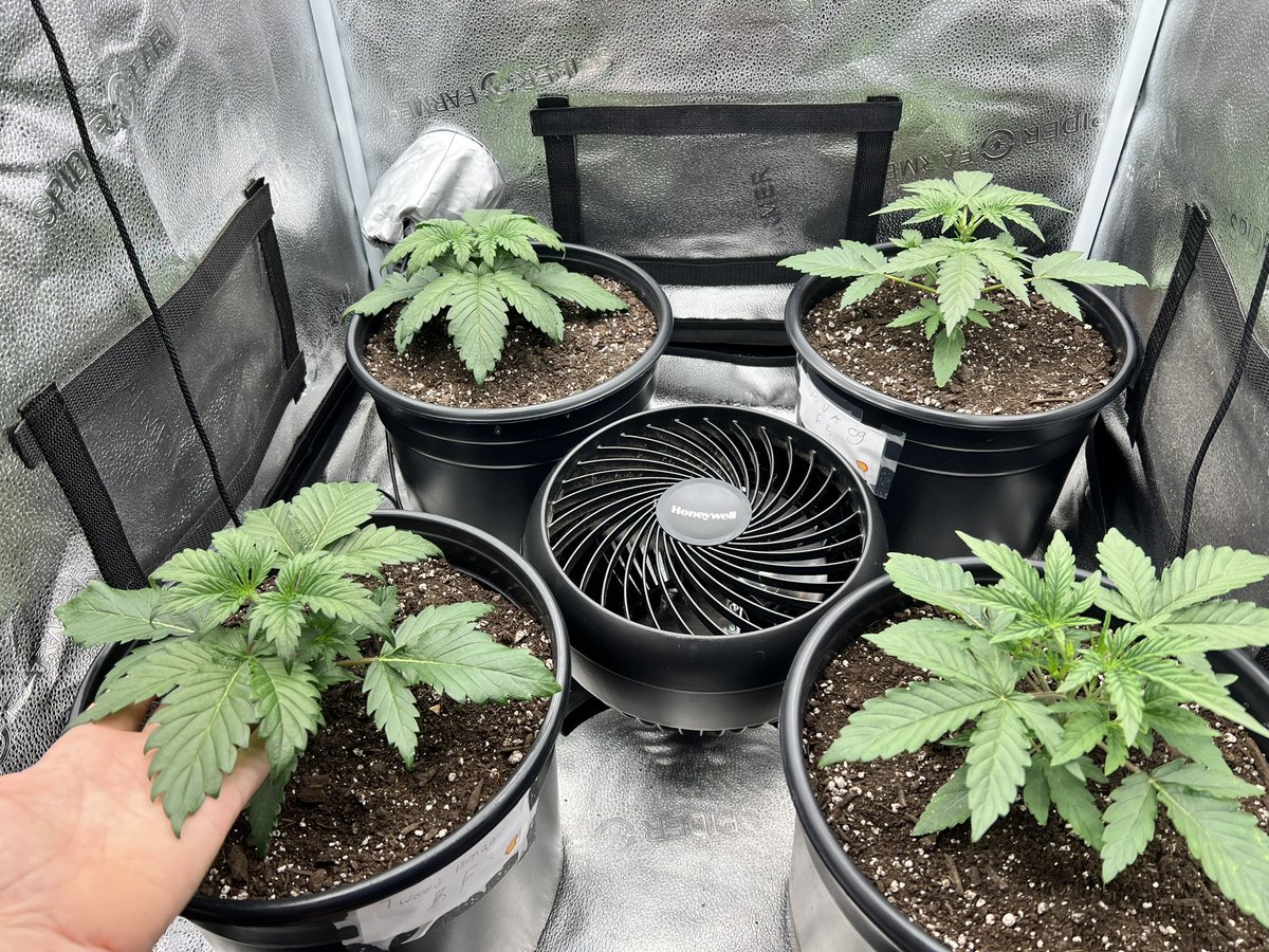 PushnPhosphorus's tweet photo. Day 14: Twisted Tree AutoFlowers. 2 Twisted Menagerie F3s 2 Nova OG F5s Topped on the 12th.
Grown in @coastofmaineorg organic Stonington blend.
#Mmembervile #WeedLovers #Weed #OnlyAutoFlowers #OnlyAutos #cannabis #CannabisCommunity #marijuana #Weed #TeamAutoFlower #Organic https://t.co/wc8HQoElaZ