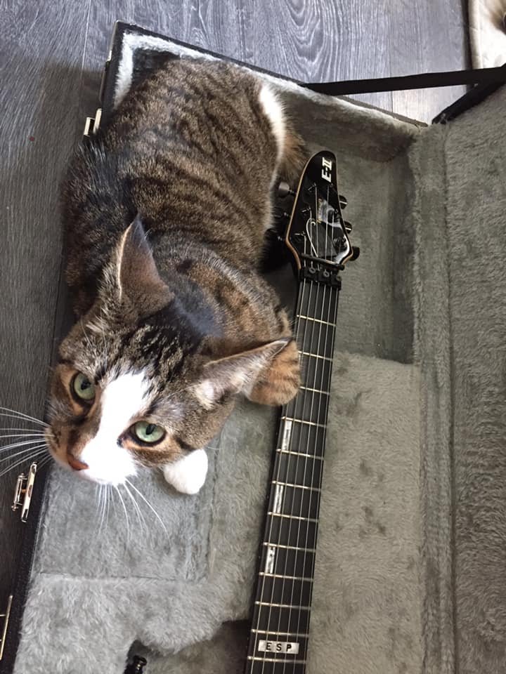 This little dude is not doing well. :( We have a few more days with him at most. Had him for 15 years. Since he was a tiny kitten. We also have his brother who has been hanging out by his side. Gonna miss him for sure.