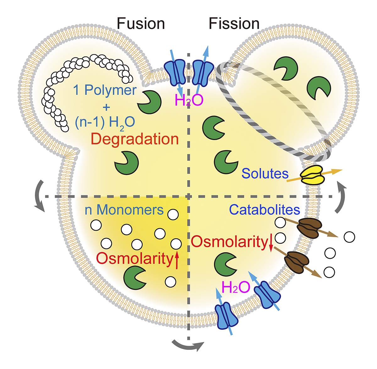 Journal of Cell Biology (@jcellbiol) on Twitter photo Meiqin Hu, Nan Zhou, Weijie Cai, and Haoxing Xu <a href="/HelloZJUT/">Zhejiang University of Technology</a> <a href="/UMich_MCDB/">MCDB Michigan</a> review the regulation of #lysosome size by ion and water transport across lysosomal membranes. bit.ly/3EuzxFP
#Organelles #Physiology #lysosomes Meiqin Hu, Nan Zhou, Weijie Cai, and Haoxing Xu <a href="/HelloZJUT/">Zhejiang University of Technology</a> <a href="/UMich_MCDB/">MCDB Michigan</a> review the regulation of #lysosome size by ion and water transport across lysosomal membranes. bit.ly/3EuzxFP
#Organelles #Physiology #lysosomes