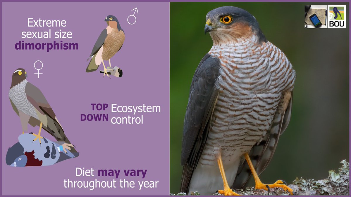 2/7 #BOUasm22 #SESH6 | For most raptors the females are the larger sex. These size differences may be reflected in their diet. We explored diet differences, between the sexes, throughout the entire year using a novel citizen science approach; web-sourced photographs #ornithology